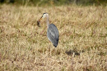 Heron With Gopher