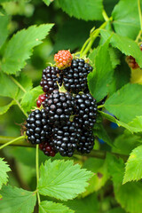 Fresh ripe blackberry in the garden