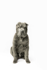Adorable Shar Pei puppy isolated on the white background. Dark grey Sharpei 3 years old dog