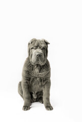 Obraz premium Adorable Shar Pei puppy isolated on the white background. Dark grey Sharpei 3 years old dog