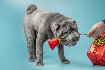 Adorable Shar Pei puppy on the blue background. Grey Sharpei dog holding red rose next to the...