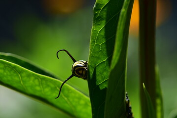 Monarch Caterpillar and Leaf