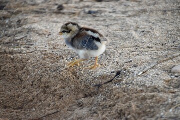 Chick