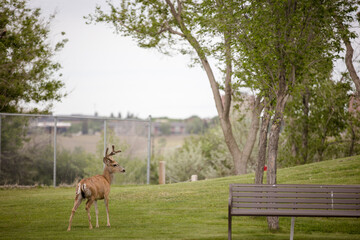 Young buck in a summer field