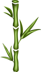 Illustrated bamboo isolated on white background.