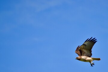 Bird of Prey 