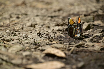 California Sister Butterlies 