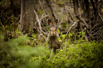 Cute brown bunny in a lush forest