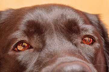 Dog eyes close up macro. Labrador retriever with brown eyes. Animal, pet.