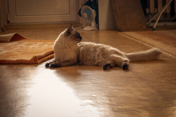 An alluring Birman cat with sealed point coat and striking blue eyes, captured in a moment of rest on the floor