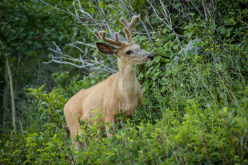 Young buck in a lush green mountain forest