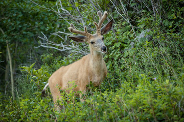 Young buck in a lush green mountain forest