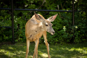 White tailed doe deer in a lush mountain forest