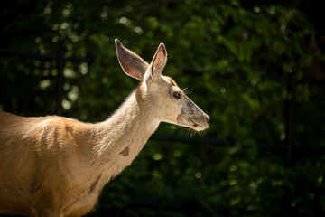 White tailed doe deer in a lush mountain forest