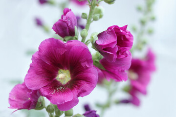 Fototapeta na wymiar Burgundy purple Hollyhock flowers, Mallow. Alcea rosea is plant in the family Malvaceous. Blooming Hollyhock Malva flowers in the garden. Close up violet Althaea rosea flower on blurred background