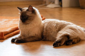 A serene Birman cat, with sealed point fur and beautiful blue eyes, calmly resting on the floor and gazing at camera - 561125053