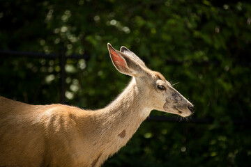 White tailed doe deer in a lush mountain forest