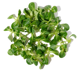Fototapeta na wymiar Green leaves of mung bean salad on a white isolated background, healthy salad