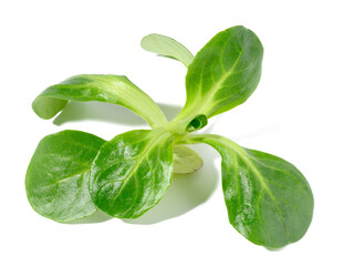 Green leaves of mung bean salad on a white isolated background, healthy salad