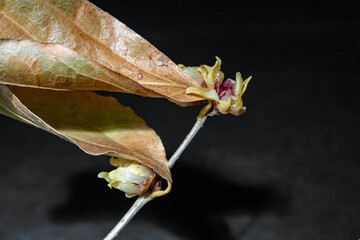 Chimonanthus praecox . Wintersweet . Japanese Allspice . Chinesische Winterblüte 
