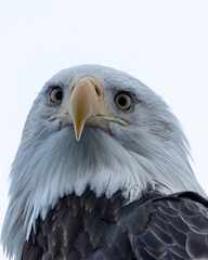 Closeup of wild American Bald Eagle in Seward Alaska