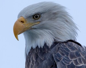 Closeup of wild American Bald Eagle headshot in Seward Alaska