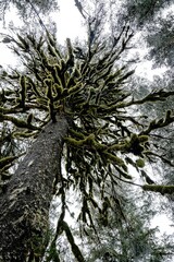 Looking up at tall evergreen tree in Alaska from ground while snowing