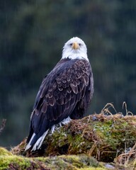 American wild bald eagle perched on cliff in Resurrection Bay in Seward, Alaska
