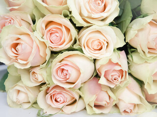 Close up of white roses natural floral background copy space