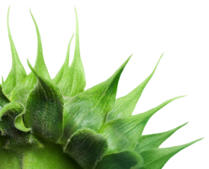 The green beautiful blooms sunflower