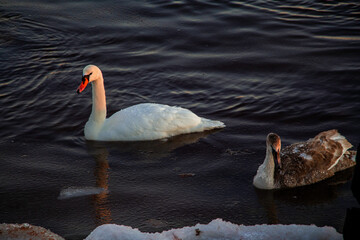 swan, bird, water, lake, animal, white, nature, wildlife, birds, pond, duck, beak, beautiful, swimming, beauty, swans, animals, reflection, feather, wild, mute swan, blue, feathers, swim, grace