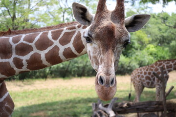 Close Up Graffe face, detailed