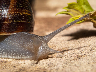 Chiocciola intrigante