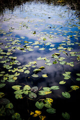 marshlands in the Everglades