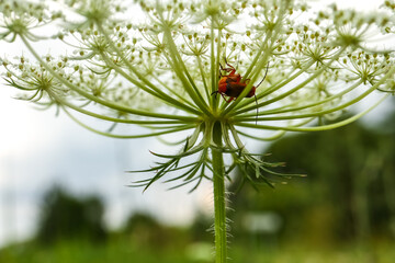 Two red beetles make love on a wild carrot umbrella flower on forest and blue sky background