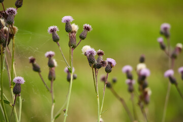 Field with creeping thistle closed buds on blurred green background