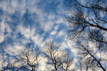 Looking up at puffy white clouds in a blue sky with leafless spring trees in the midground.
