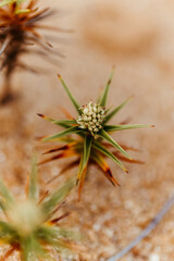 plant in the sand on the beach
