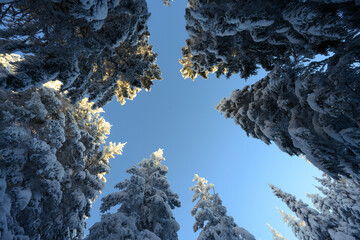 Looking straight up through a spruce forest with the trees covered in heavy snow at a clear blue sky.
