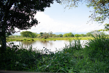 landscape with lake, wetland