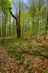 Naturschutzgebiet Rohrberg im Naturpark Spessart, Landkreis Aschaffenburg, Unterfranken, Franken, Bayern, Deutschland