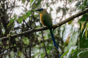 Andean motmot in Quindio