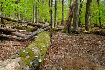 Naturschutzgebiet Rohrberg im Naturpark Spessart, Landkreis Aschaffenburg, Unterfranken, Franken,...