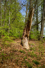 Naturschutzgebiet Rohrberg im Naturpark Spessart, Landkreis Aschaffenburg, Unterfranken, Franken, Bayern, Deutschland