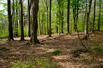 Naturschutzgebiet Rohrberg im Naturpark Spessart, Landkreis Aschaffenburg, Unterfranken, Franken, Bayern, Deutschland