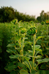 Fototapeta na wymiar Green young sunflower bud on the field close up. Not a blooming flower sunflower