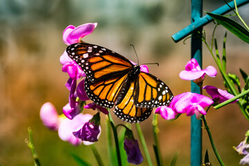butterfly on a flower