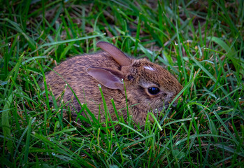 rabbit in the grass