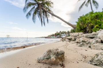 A large sea shell lies on the sand against the backdrop of palm trees and the Caribbean Sea. Close up.