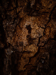 Brown tree bark texture 